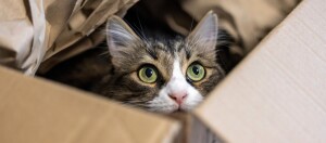 Neugierige Katze mit grünen Augen, die sich in einem Karton mit Packpapier versteckt