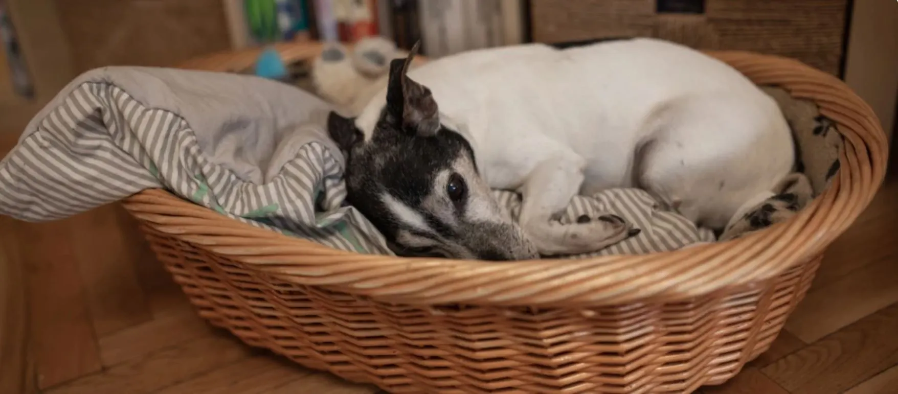 Kleiner schwarz-weißer Hund liegt entspannt in einem Weidenkorb mit gestreiftem Kissen auf Holzboden