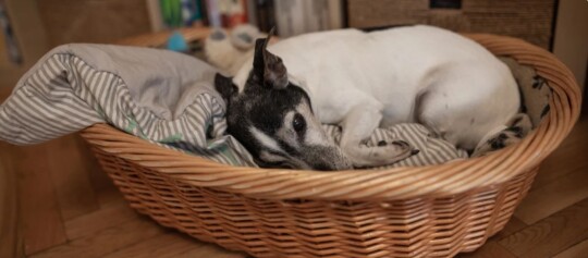 Jack Russell schläft in seinem Körbchen