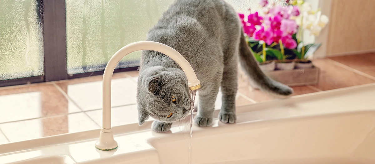 Graue Britisch-Kurzhaar-Katze trinkt Wasser aus einem weißen Wasserhahn in einem hellen Badezimmer mit bunten Blumen im Hintergrund.