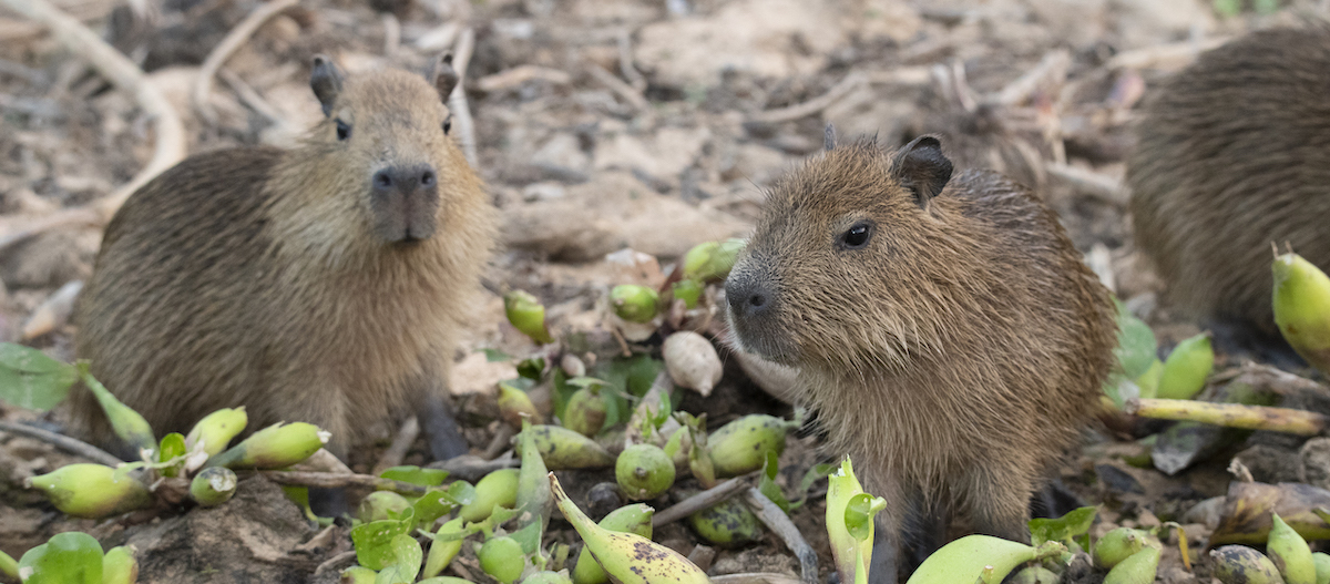Capybara als Haustier? Das musst du wissen