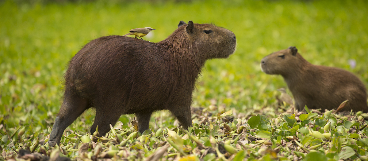 Capybara als Haustier? Das musst du wissen