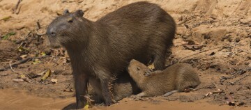 Familie von Wasserschweinen (Capybaras) am schlammigen Flussufer mit Jungtieren, die von der Mutter gesäugt werden.