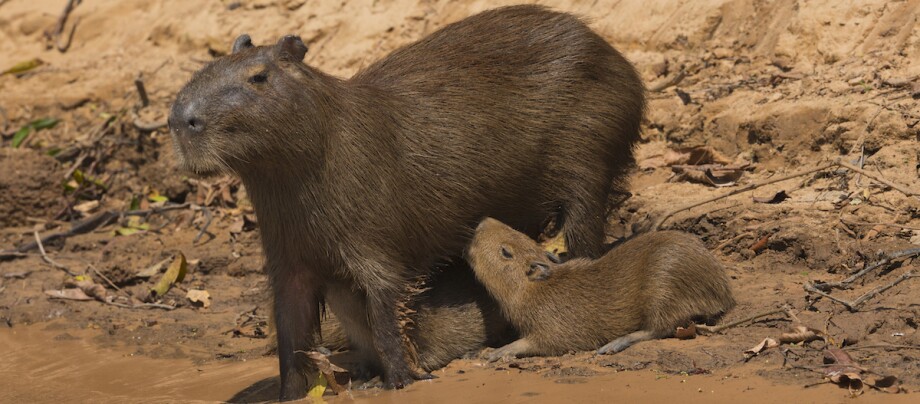 Capybara mit Baby