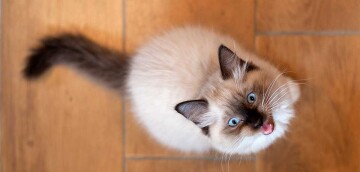 Fluffy Siamese kitten with blue eyes looking up on a wooden floor, meowing