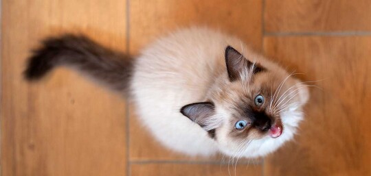 Fluffy Siamese kitten with blue eyes looking up on a wooden floor, meowing