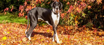 Großer schwarz-weißer Doggenhund steht auf buntem Herbstlaub im Garten