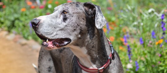 Deutsche Dogge blickt zur Seite