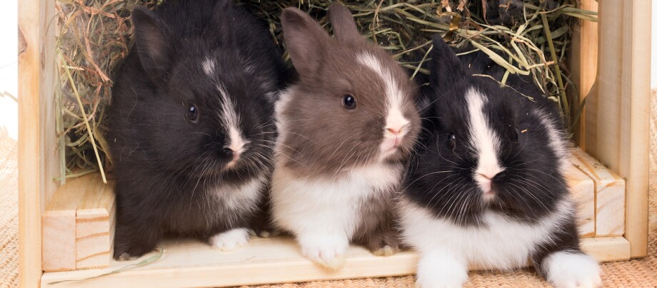Drei Kaninchen nebeneinander gekuschelt