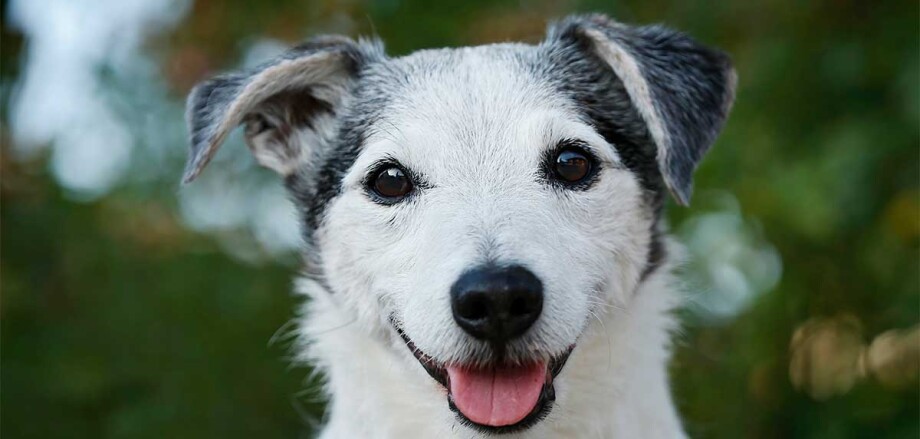 A portrait of a dog