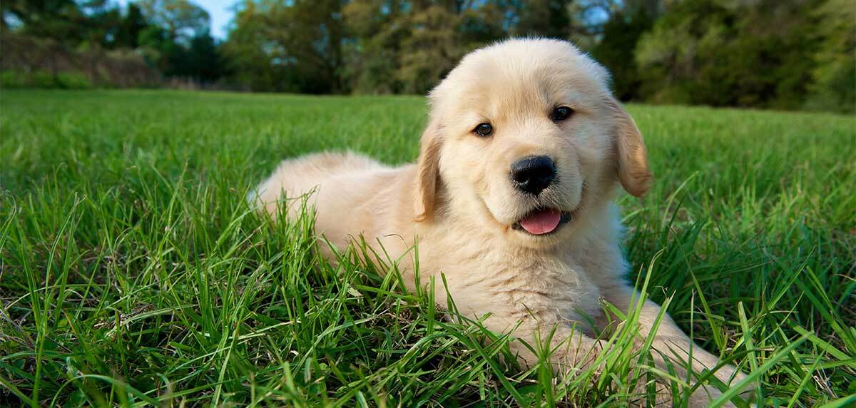 Nom de chien pour une femelle ou un m le MAXI ZOO