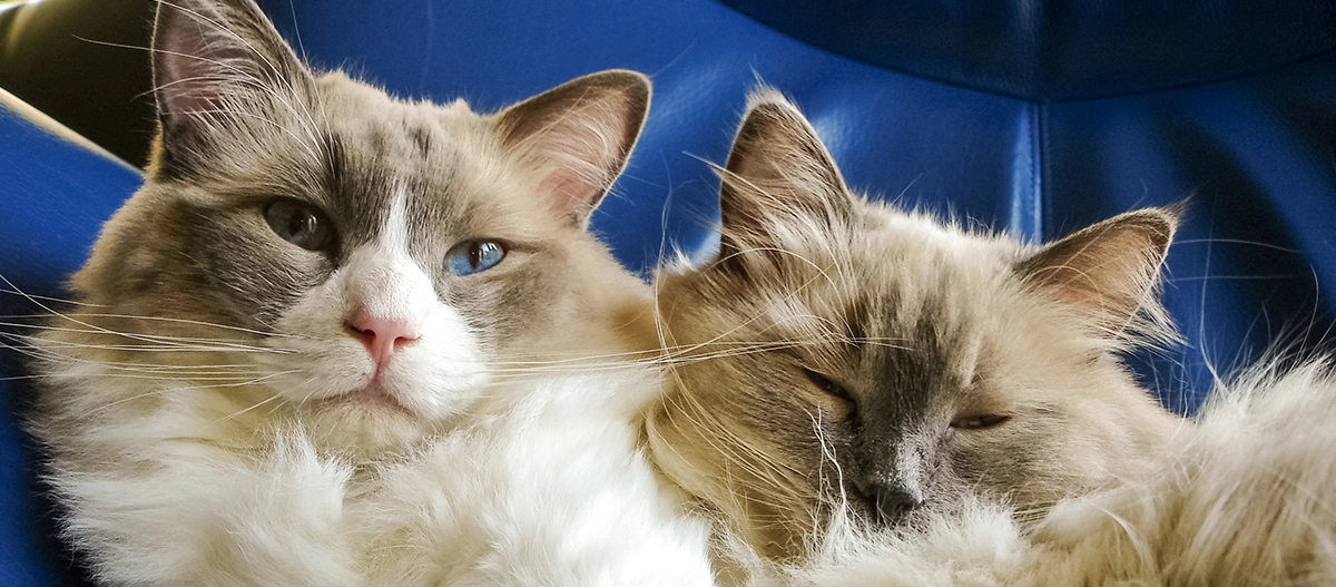 To Ragdoll-katte ligger tæt sammen