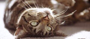 Nahaufnahme einer getigerten Katze, die entspannt auf dem Rücken auf einer hellen Oberfläche liegt, mit grünen Augen