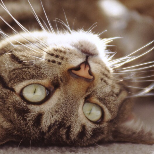 katze bei rolligkeit befriedigen Wet For Her RockHer Scissoring main image 0