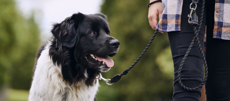 Hund der die Zunge raus hängen lässt