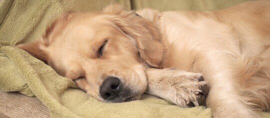 Schlafender Golden Retriever liegt entspannt auf einer grünen Kuscheldecke