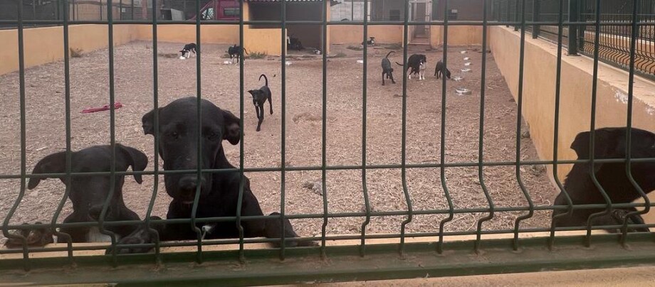 Evakuierte Hunde schauen traurig hinter Gitterstäben hervor