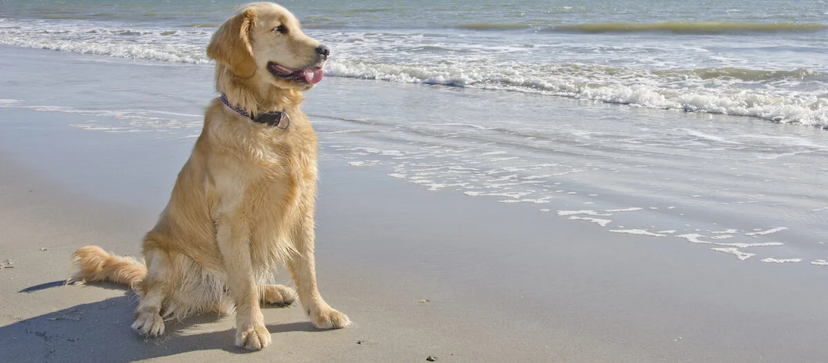 Goldener Retriever sitzt glücklich am Strand neben sanften Wellen des Meeres