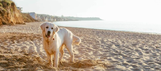 Golden Retriever steht glücklich am Sandstrand bei Sonnenuntergang mit Meer und Klippen im Hintergrund
