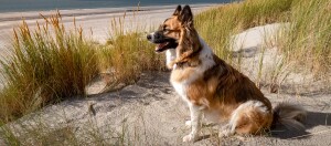 Hund sitzt in den Dünen und schaut auf die Nordsee