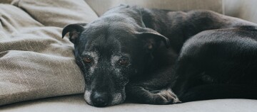 Schwarzer Hund mit grauem Schnauzfell, der entspannt auf einem beigen Sofa liegt
