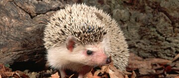Nahaufnahme eines Igels im Wald auf trockenem Laub mit sichtbaren Stacheln und weichem Fell