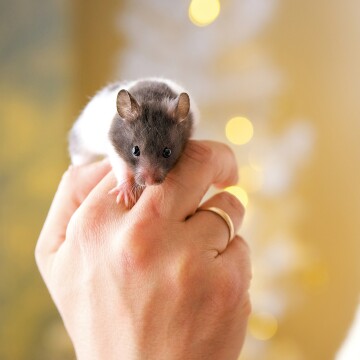 Kleine zwart-witte hamster zachtjes vastgehouden in een hand met gouden ring tegen een wazige warme achtergrond met lichtjes