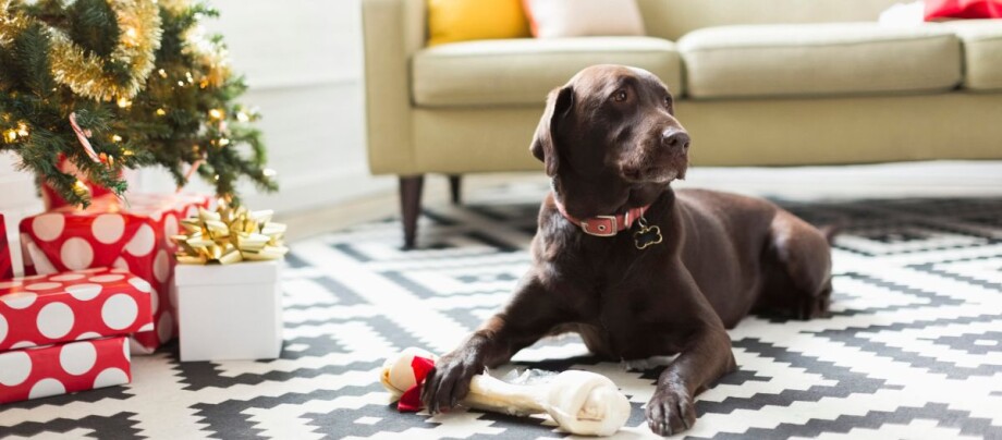 Labrador liegt auf dem Teppich