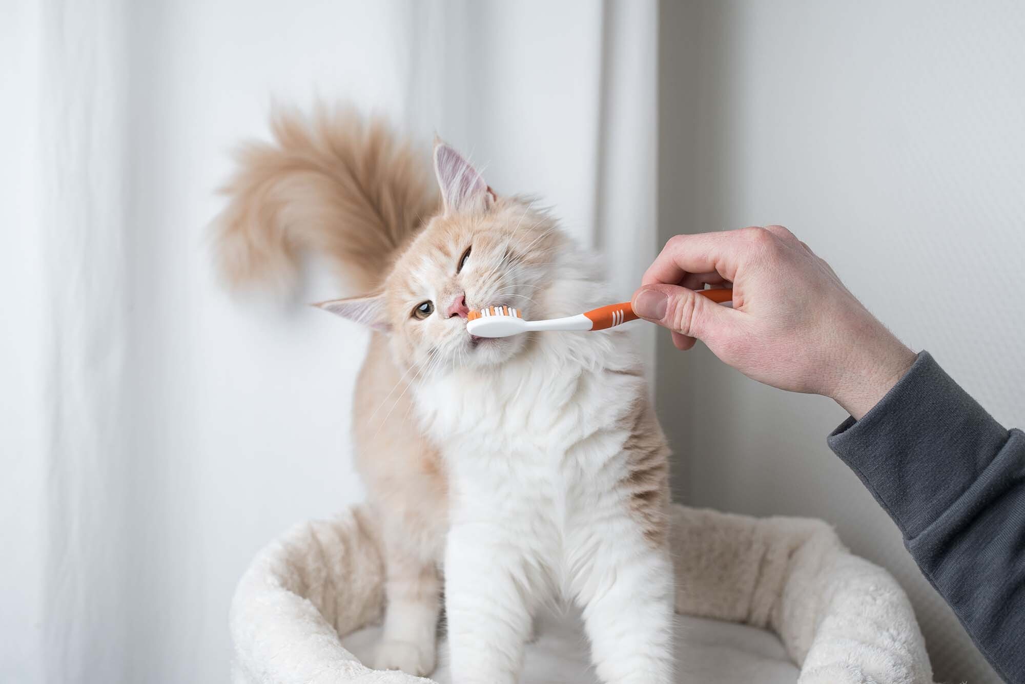 AdobeStock_261240489_Cat toothbrush 2 brushing teeth cat