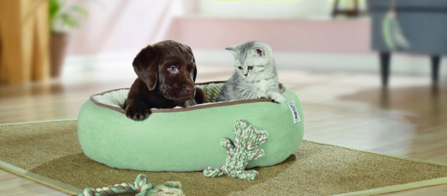 Le chiot et le chaton sont couchés dans une même aire de repos