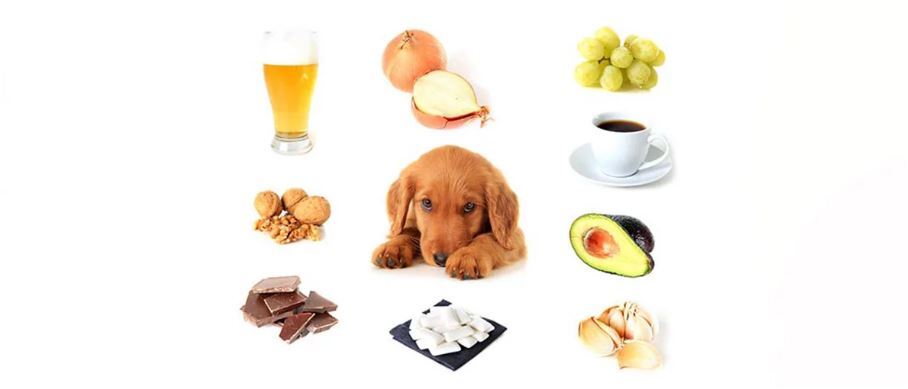 Hundeapotheke 3