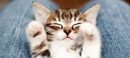 Cute sleeping tabby kitten resting comfortably on denim jeans in lap
