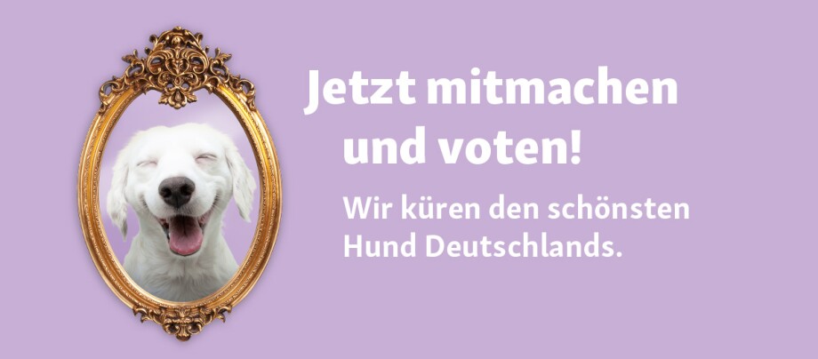 Jetzt für den schönsten Hund Deutschlands voten