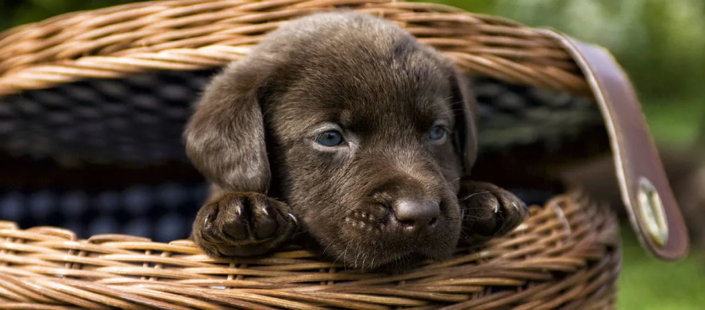Niedlicher Schokoladen-Labrador-Welpe liegt in einem geflochtenen Korb im Freien
