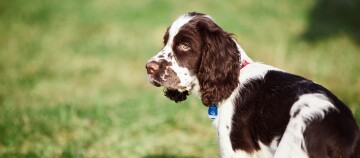Englischer Springer Spaniel mit braun-weißem Fell und rotem Halsband auf grünem Gras