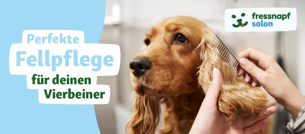 Salon_Teaser_Onlinemagazin Nahaufnahme eines Cocker Spaniels, der im Fressnapf Salon sorgfältig mit einem Kamm gepflegt wird – perfekte Fellpflege für deinen Vierbeiner.