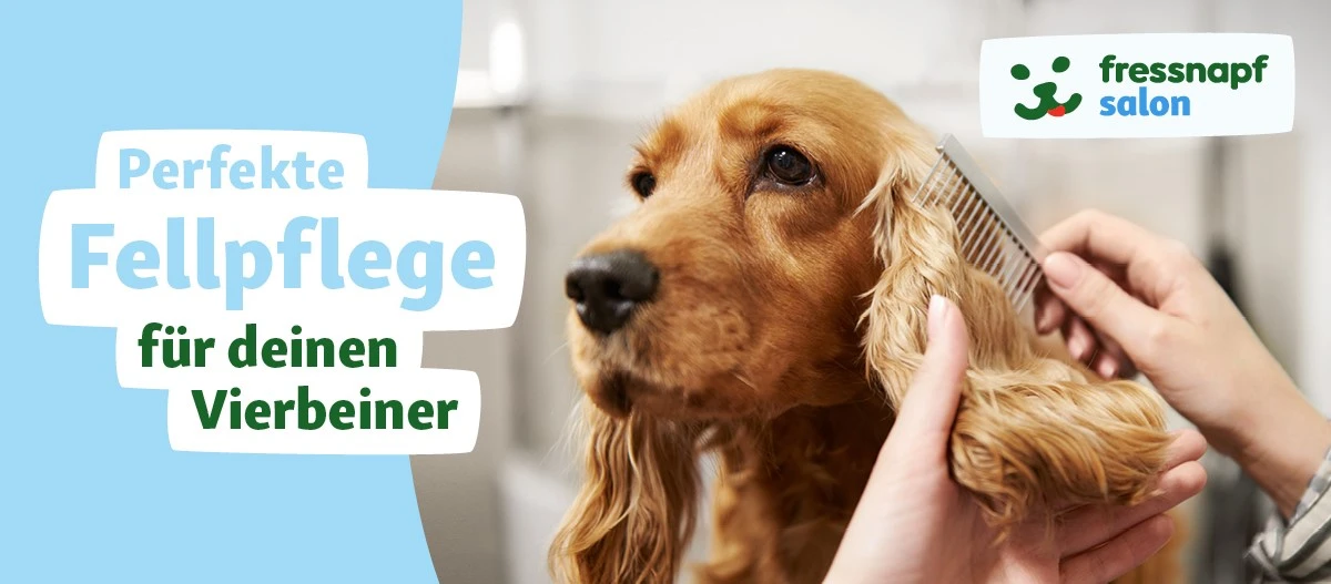 Nahaufnahme eines Cocker Spaniels, der im Fressnapf Salon sorgfältig mit einem Kamm gepflegt wird – perfekte Fellpflege für deinen Vierbeiner.