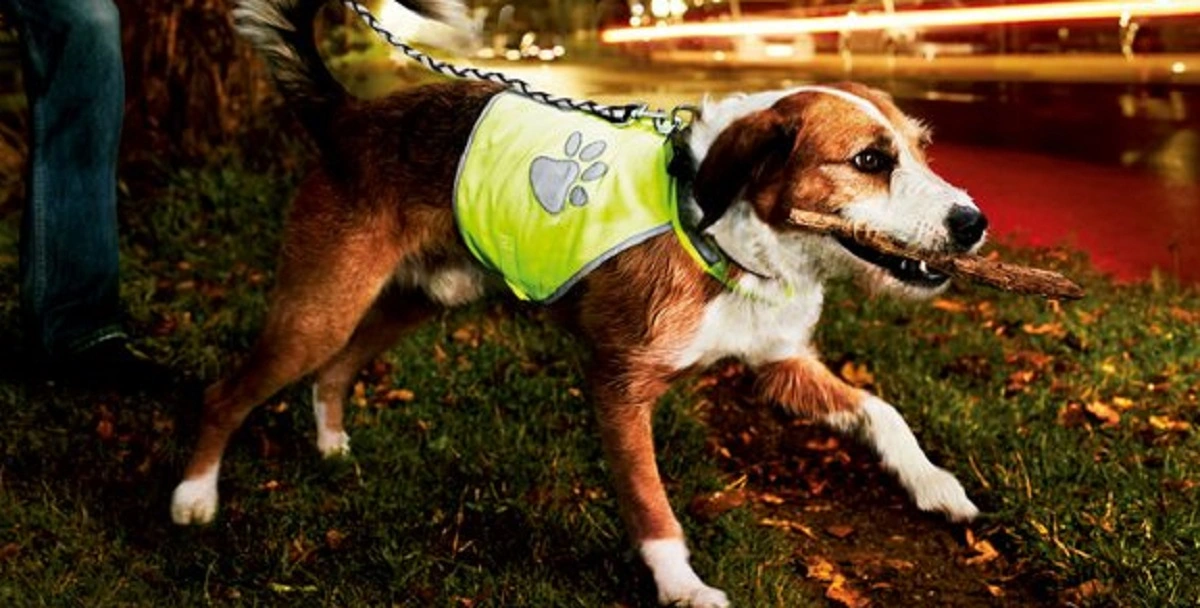 Hund mit reflektierender Sicherheitsweste und Stock im Maul beim Spaziergang in der Dämmerung auf Gras mit Herbstlaub
