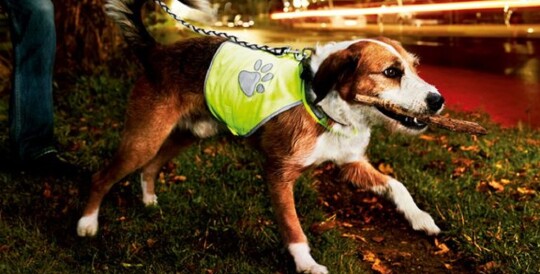 Chien portant un gilet réfléchissant avec un bâton dans la gueule, marchant sur de l'herbe avec des feuilles d'automne au crépuscule