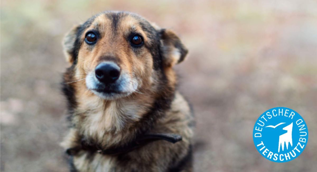 Tierisch-enaggiert-deutscher-tierschutzbund Deutscher Tierschutzbund unterstützt von Tierisch Engagiert