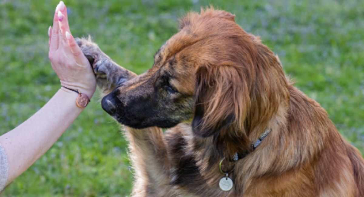 Tierisch-engagiert-Spendenanhaenger-fuer-Hunde Tierisch Engagiert Spendenanhänger für Hunde