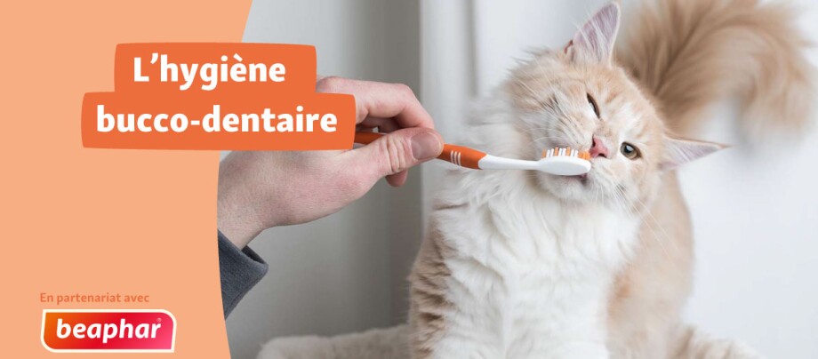 bannière conseil hygiene bucco-dentaire chat chien beaphar
