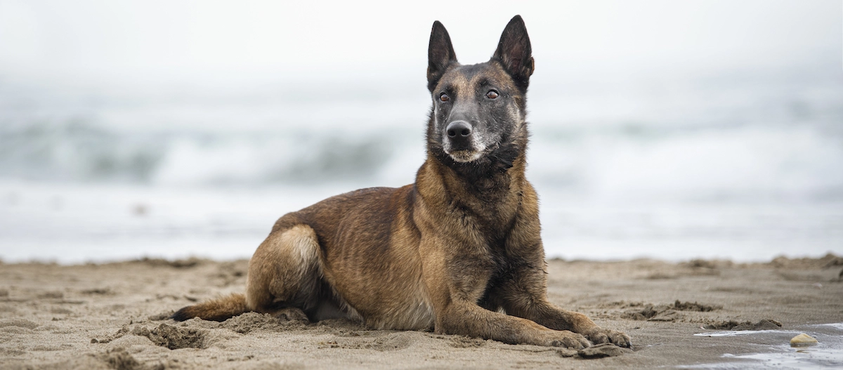 Belgischer Malinois liegt aufmerksam am Sandstrand mit Meer im Hintergrund