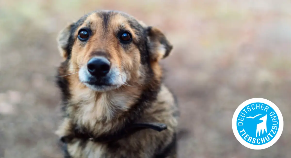 Nahaufnahme eines braun-schwarzen Hundes mit traurigem Blick und Deutscher Tierschutzbund-Logo, Symbol für Tierschutz und Tierwohl.