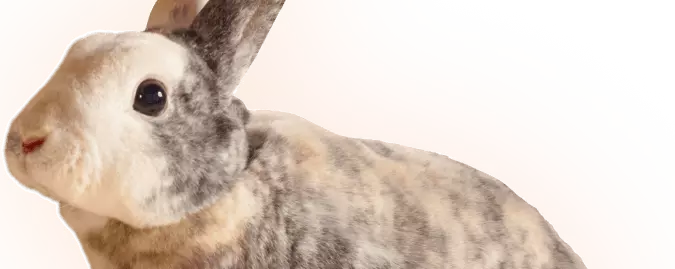 Les oreilles du lapin - Connaître son rongeur