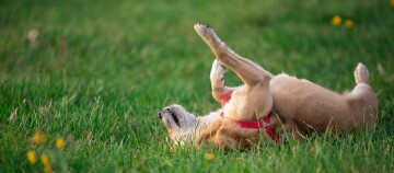 Verspielter Hund mit rotem Geschirr liegt auf dem Rücken im grünen Gras mit gelben Blumen