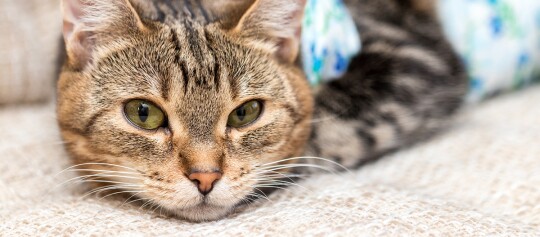 Zbliżenie na zrelaksowanego pręgowanego kota z zielonymi oczami leżącego na beżowej kanapie