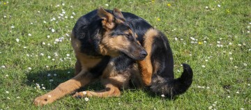 Deutscher Schäferhund kratzt sich im grünen Gras mit kleinen weißen Blumen an der Haut