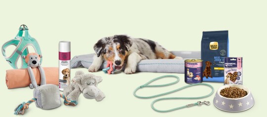 Chiot Berger Australien allongé sur un coussin, entouré d’accessoires pour chiots tels qu’un harnais, une laisse, des jouets, du shampooing, de la nourriture humide et sèche ainsi qu’une gamelle.