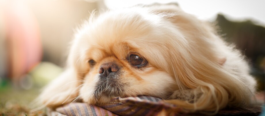 Pekingese liegt traurig auf einem Kissen